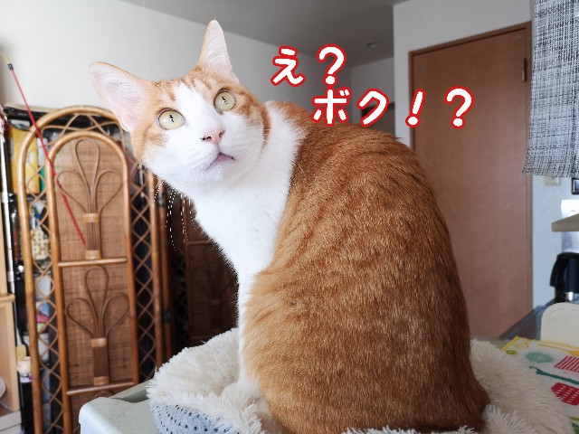 f:id:JuneNNN:20210125123737j:plain