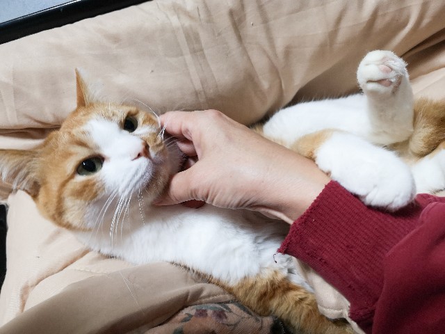 f:id:JuneNNN:20210126142022j:plain