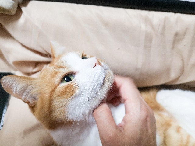 f:id:JuneNNN:20210126142030j:plain