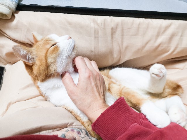 f:id:JuneNNN:20210126142041j:plain