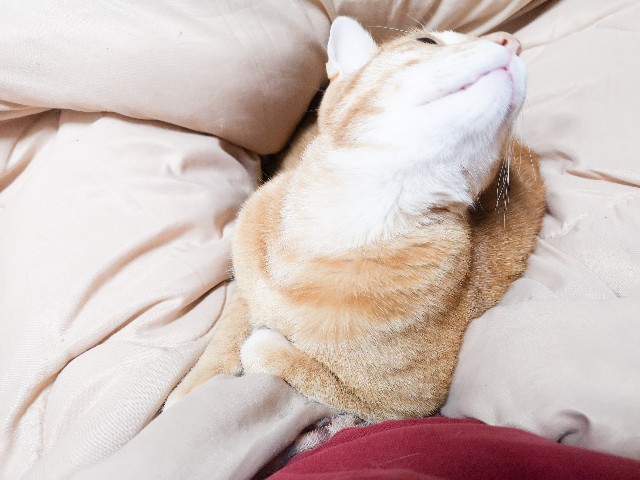 f:id:JuneNNN:20210126142103j:plain