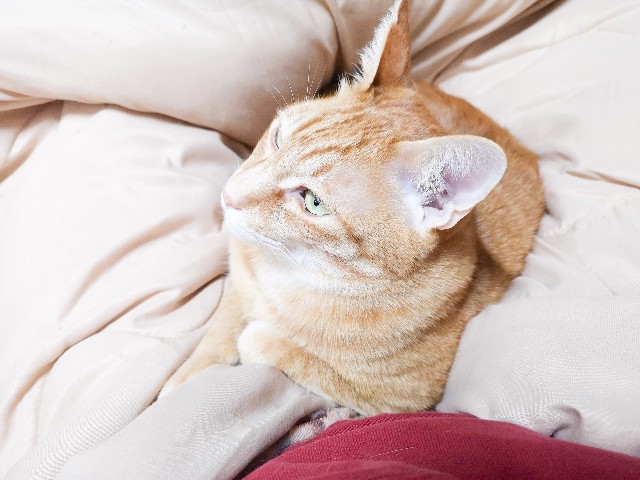 f:id:JuneNNN:20210126142111j:plain