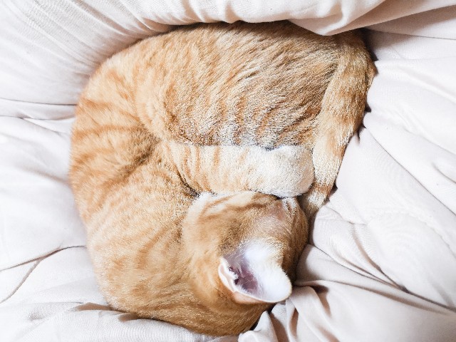 f:id:JuneNNN:20210126142119j:plain