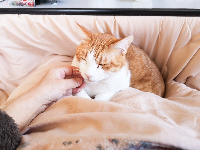 f:id:JuneNNN:20210126142216j:plain