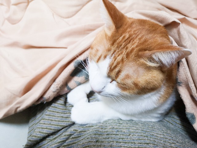 f:id:JuneNNN:20210126142223j:plain