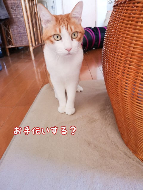 f:id:JuneNNN:20210127164831j:plain