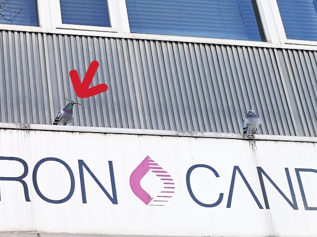 f:id:JuneNNN:20210129152652j:plain