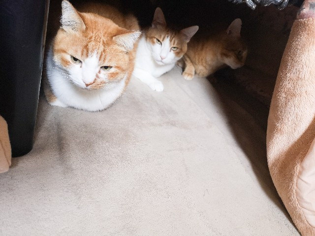 f:id:JuneNNN:20210129160858j:plain