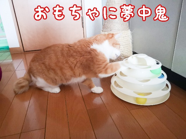 f:id:JuneNNN:20210202145312j:plain