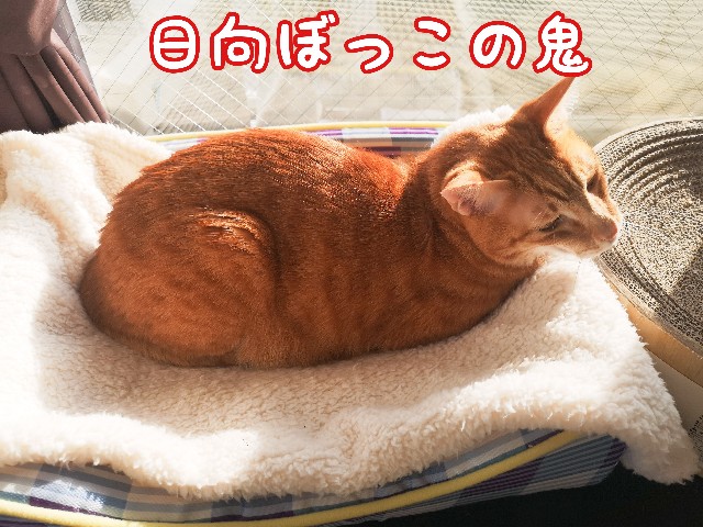 f:id:JuneNNN:20210202145320j:plain