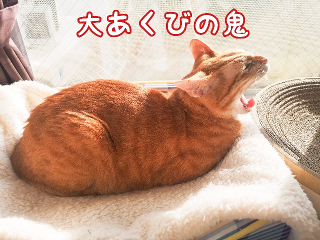 f:id:JuneNNN:20210202145327j:plain