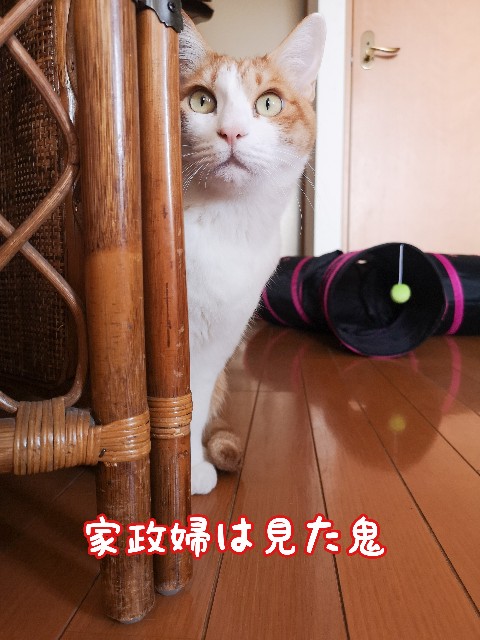 f:id:JuneNNN:20210202145334j:plain