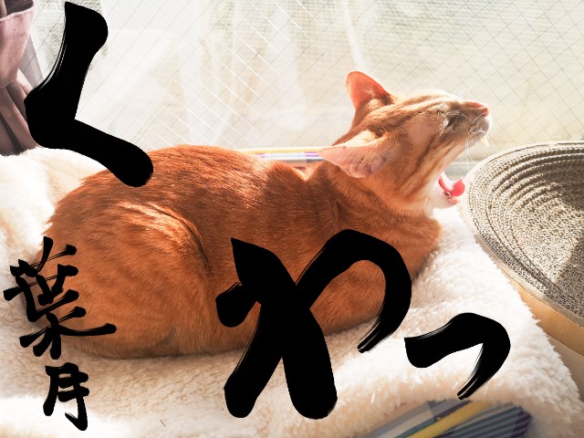 f:id:JuneNNN:20210210153008j:plain