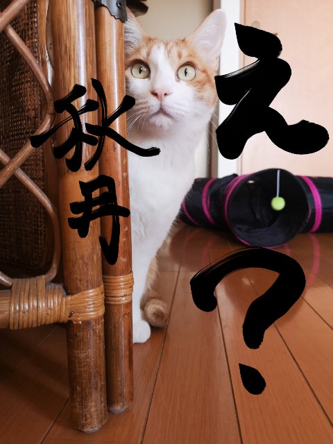 f:id:JuneNNN:20210210153015j:plain