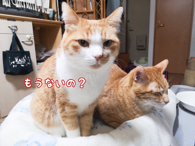 f:id:JuneNNN:20210215121023j:plain