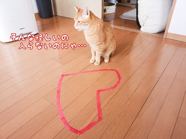 f:id:JuneNNN:20210215121121j:plain
