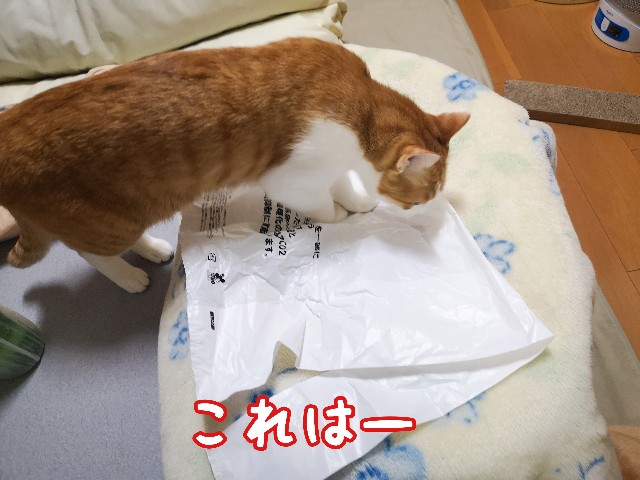 f:id:JuneNNN:20210216112149j:plain