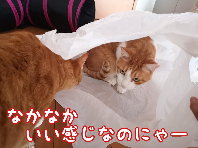 f:id:JuneNNN:20210216112249j:plain