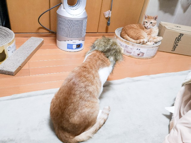 f:id:JuneNNN:20210218154212j:plain