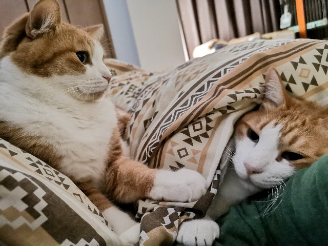 f:id:JuneNNN:20210218154225j:plain