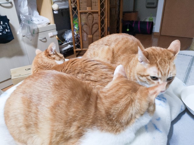 f:id:JuneNNN:20210219134423j:plain