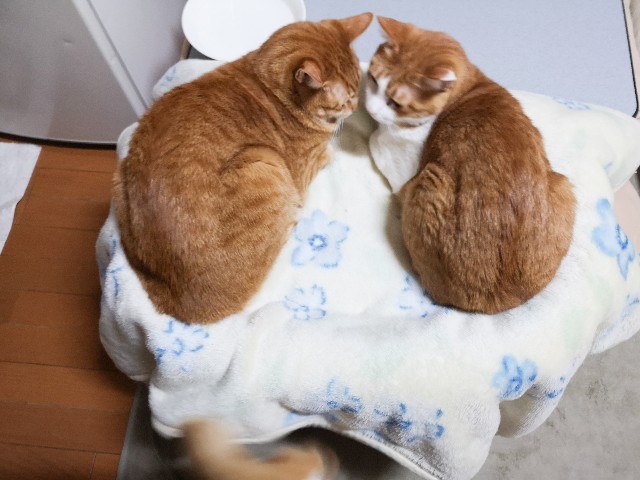 f:id:JuneNNN:20210219134431j:plain