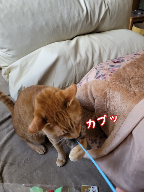 f:id:JuneNNN:20210222143329j:plain