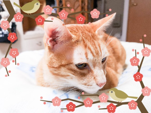 f:id:JuneNNN:20210302171943j:plain