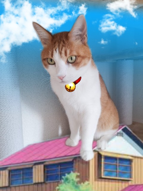 f:id:JuneNNN:20210303125319j:plain