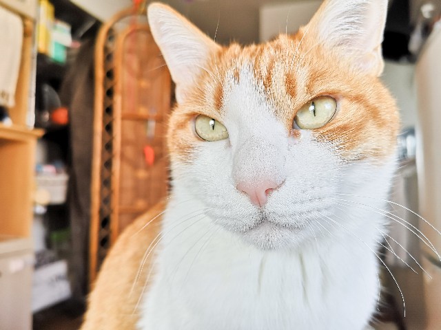 f:id:JuneNNN:20210310121726j:plain