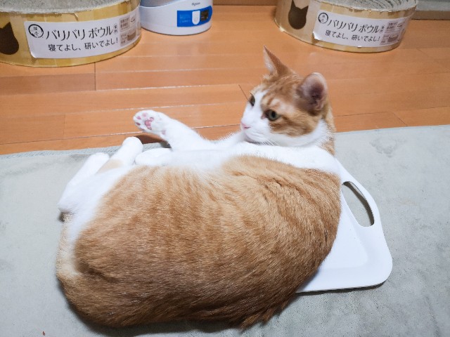 f:id:JuneNNN:20210310121734j:plain