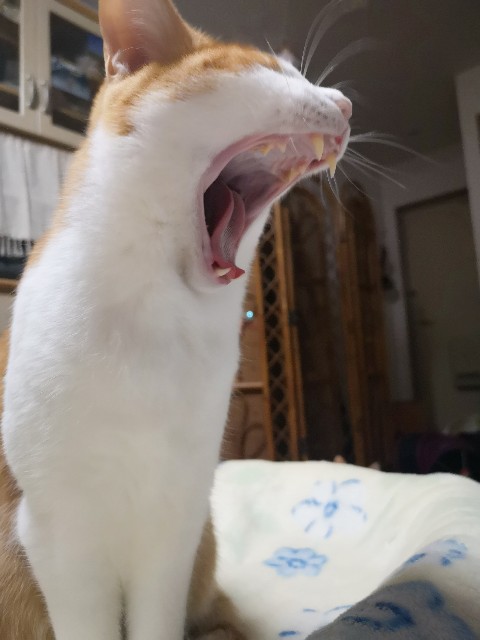 f:id:JuneNNN:20210310121759j:plain