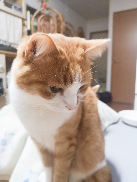 f:id:JuneNNN:20210310121807j:plain