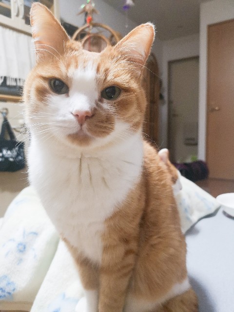 f:id:JuneNNN:20210310121813j:plain