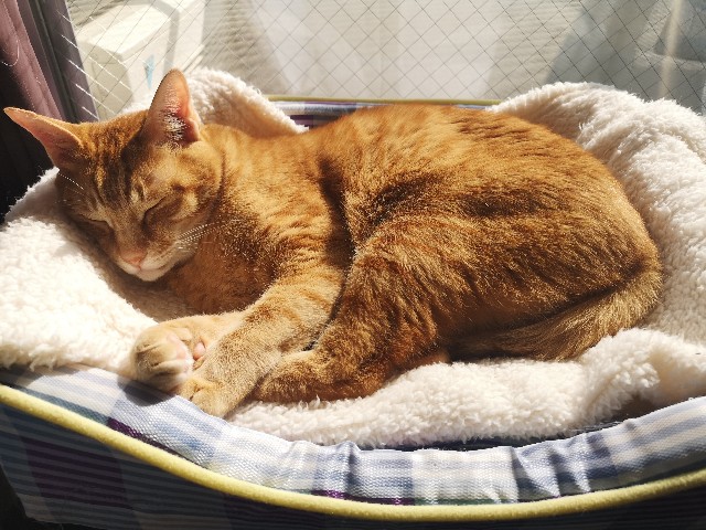 f:id:JuneNNN:20210310121829j:plain