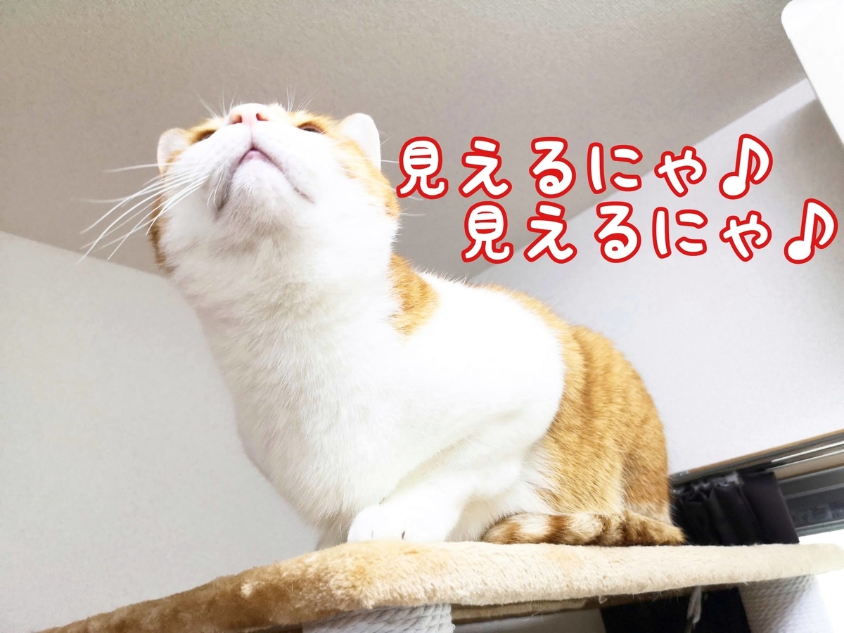 f:id:JuneNNN:20210311131508j:plain