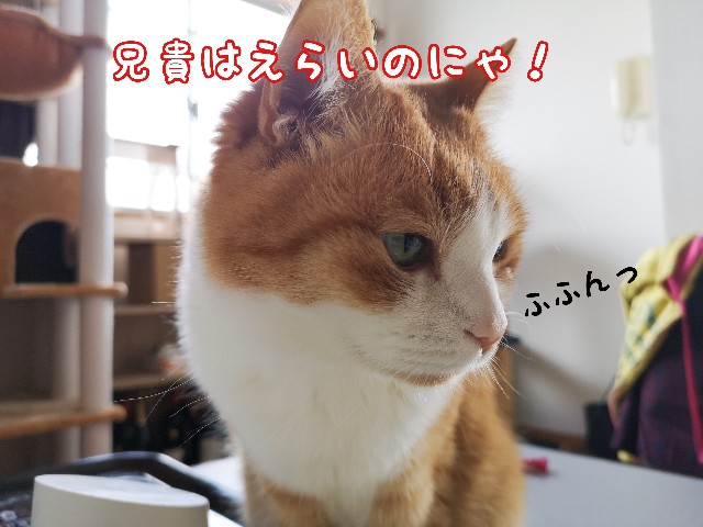 f:id:JuneNNN:20210313114417j:plain