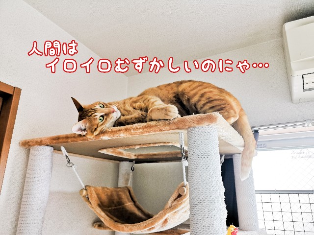 f:id:JuneNNN:20210313115129j:plain