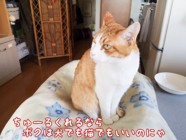 f:id:JuneNNN:20210313115135j:plain