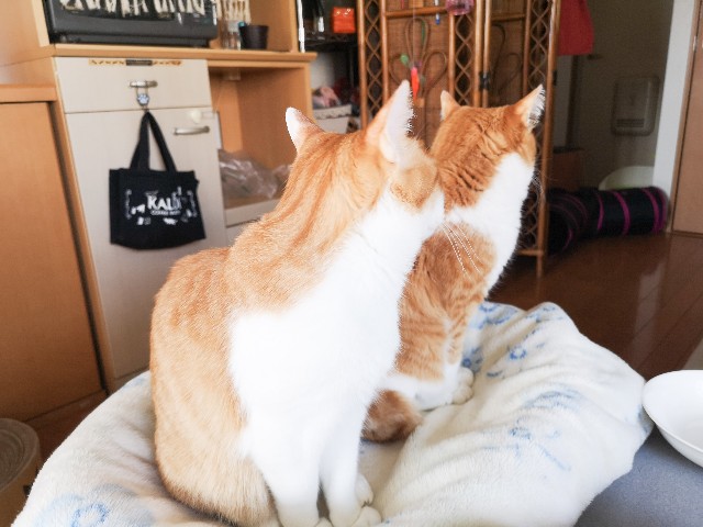 春うらら猫は鳴くもの転がるもの - にゃにゃにゃ工務店