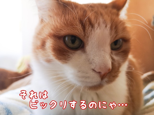 f:id:JuneNNN:20210319144757j:plain