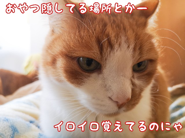 f:id:JuneNNN:20210323171808j:plain