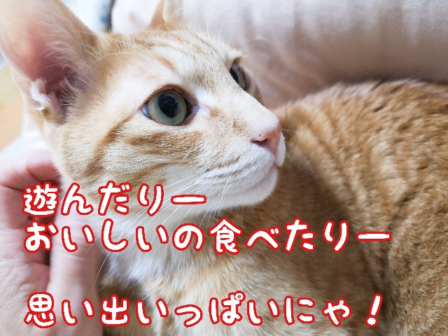f:id:JuneNNN:20210323172027j:plain
