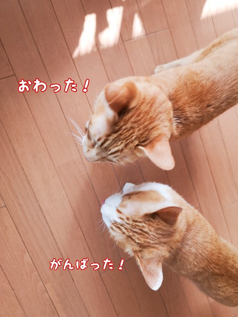 f:id:JuneNNN:20210329100640j:plain