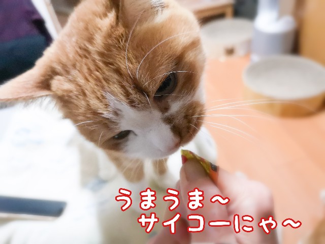 f:id:JuneNNN:20210329100646j:plain