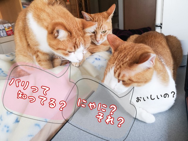 f:id:JuneNNN:20210331114648j:plain