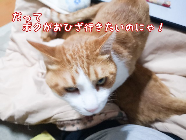 f:id:JuneNNN:20210401140808j:plain
