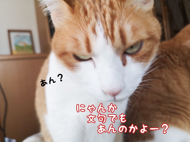 f:id:JuneNNN:20210402125950j:plain
