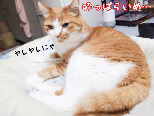 f:id:JuneNNN:20210405132755j:plain