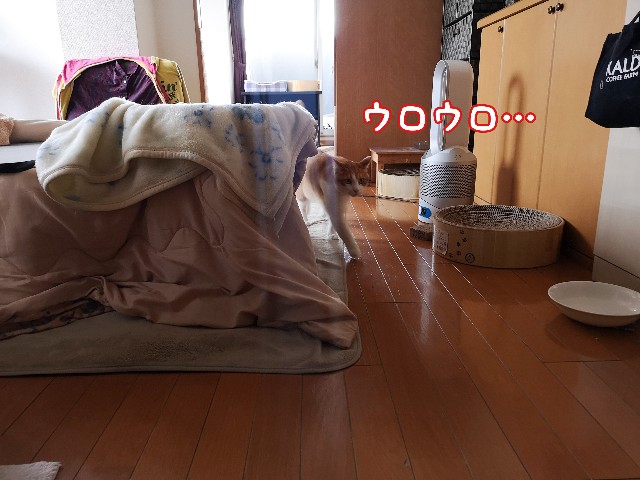 f:id:JuneNNN:20210405132840j:plain
